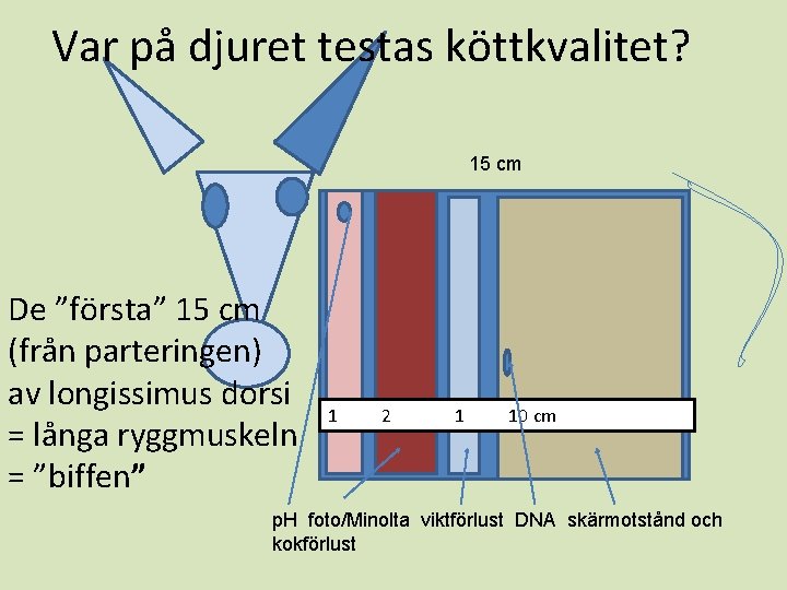 Var på djuret testas köttkvalitet? 15 cm De ”första” 15 cm (från parteringen) av