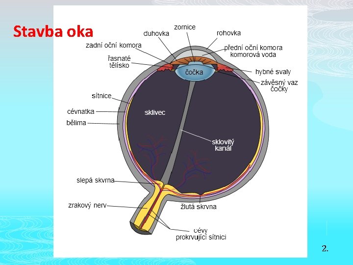 Stavba oka 2. 