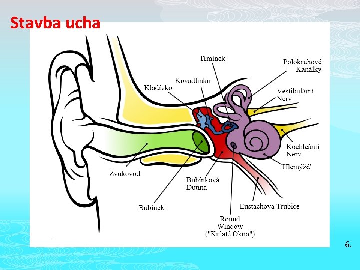 Stavba ucha 6. 