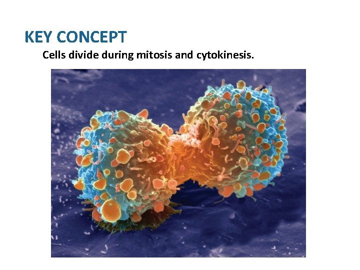 KEY CONCEPT Cells divide during mitosis and cytokinesis. 