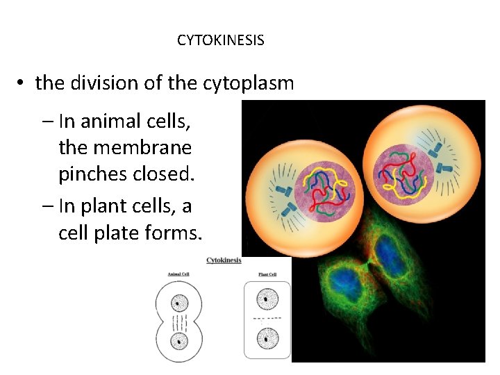 CYTOKINESIS • the division of the cytoplasm – In animal cells, the membrane pinches