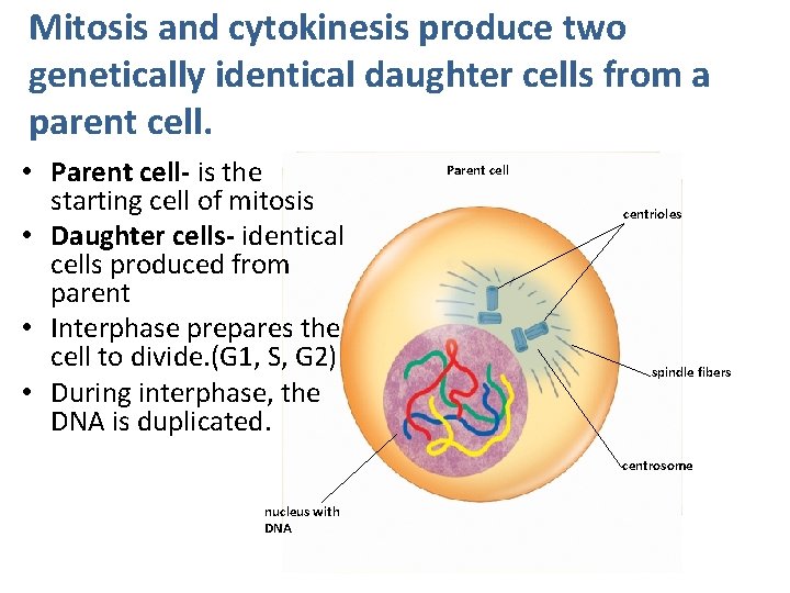 Mitosis and cytokinesis produce two genetically identical daughter cells from a parent cell. •