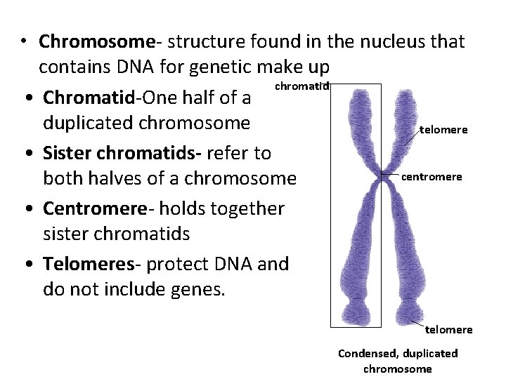  • Chromosome- structure found in the nucleus that contains DNA for genetic make