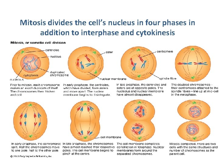 Mitosis divides the cell’s nucleus in four phases in addition to interphase and cytokinesis