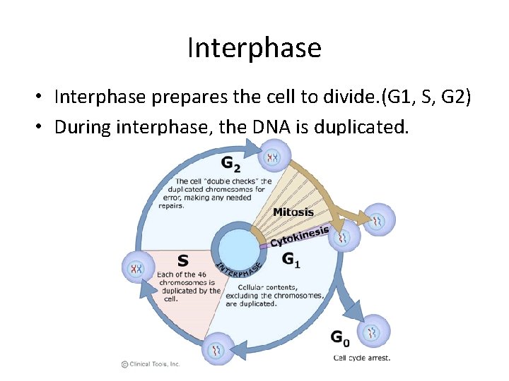 Interphase • Interphase prepares the cell to divide. (G 1, S, G 2) •