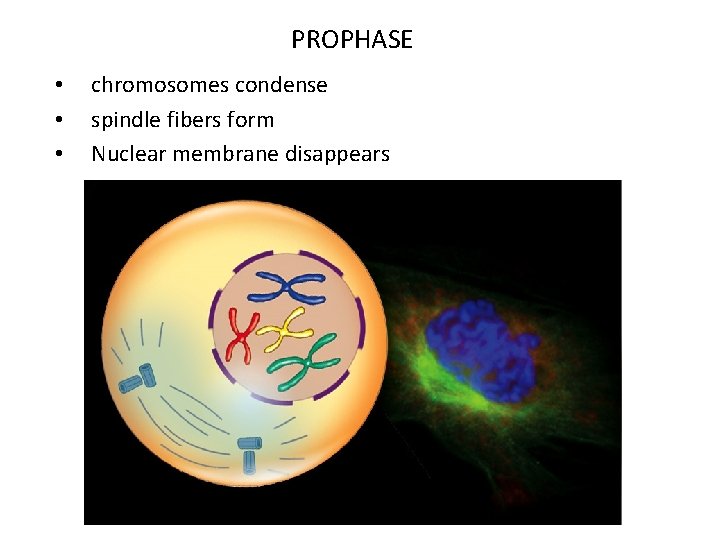 PROPHASE • • • chromosomes condense spindle fibers form Nuclear membrane disappears 
