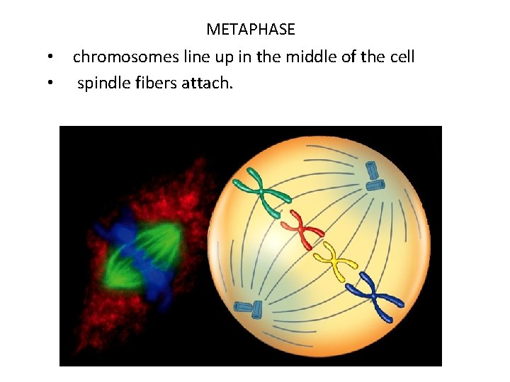 METAPHASE • • chromosomes line up in the middle of the cell spindle fibers