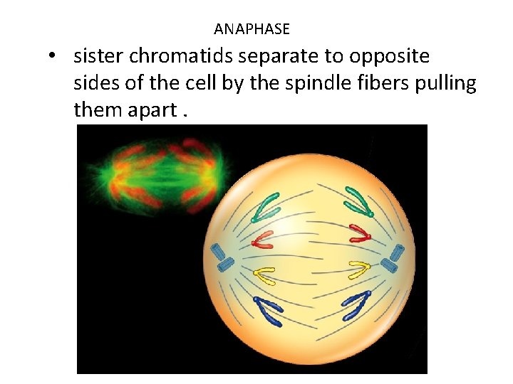 ANAPHASE • sister chromatids separate to opposite sides of the cell by the spindle