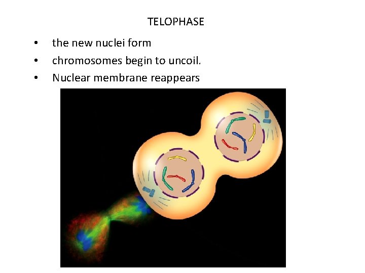 TELOPHASE • • • the new nuclei form chromosomes begin to uncoil. Nuclear membrane