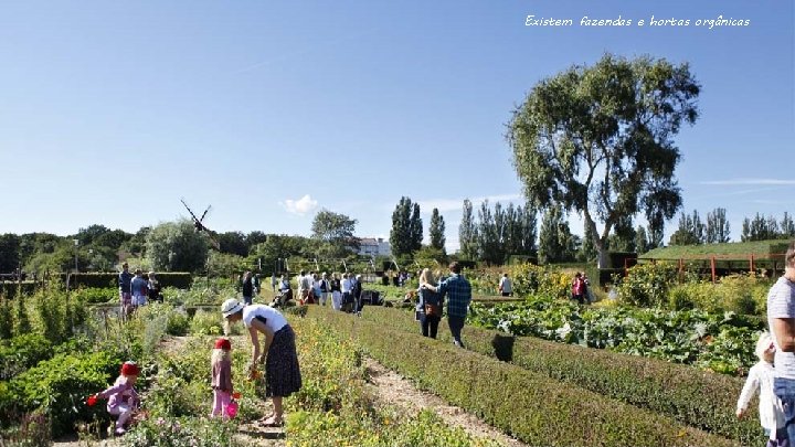 Existem fazendas e hortas orgânicas 