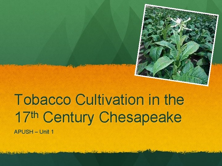 Tobacco Cultivation in the 17 th Century Chesapeake APUSH – Unit 1 