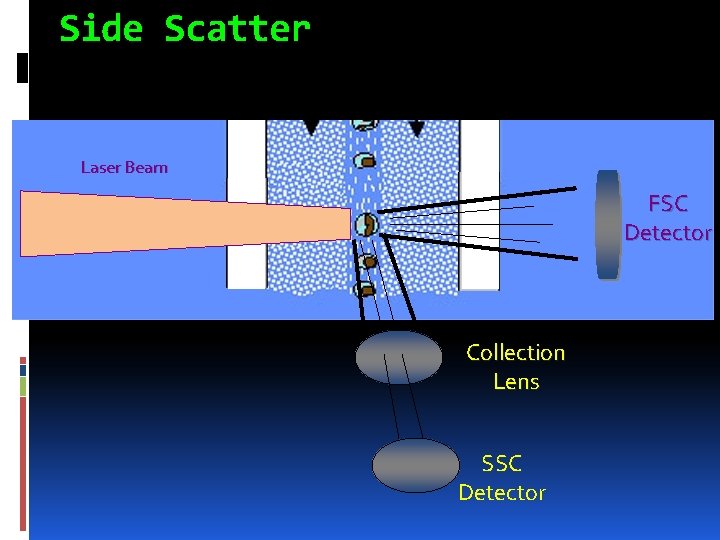 Side Scatter Laser Beam FSC Detector Collection Lens SSC Detector 