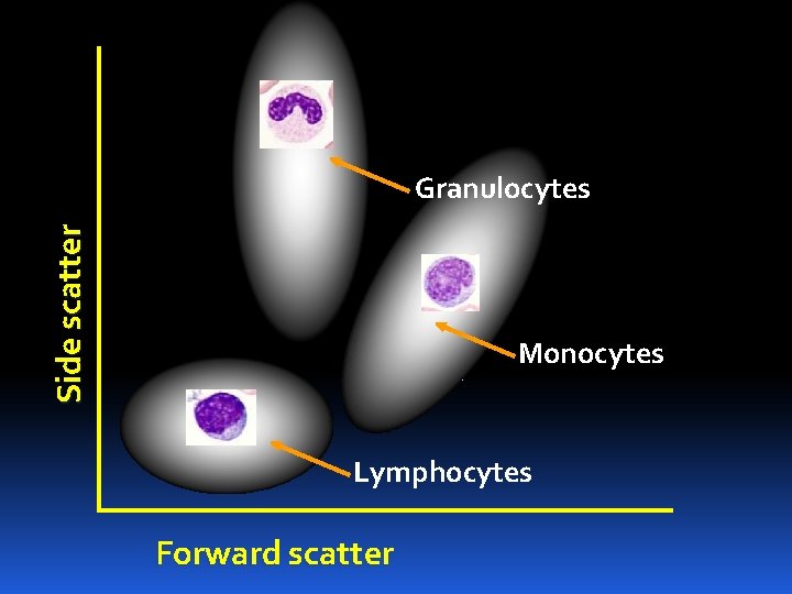 Side scatter Granulocytes Monocytes Lymphocytes Forward scatter 