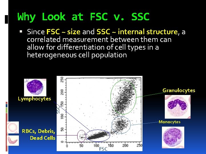 Why Look at FSC v. SSC Since FSC ~ size and SSC ~ internal