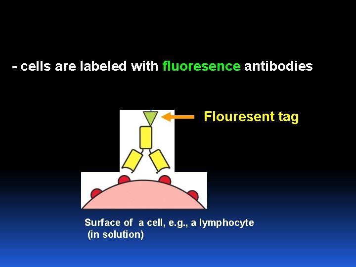 - cells are labeled with fluoresence antibodies Flouresent tag Surface of a cell, e.