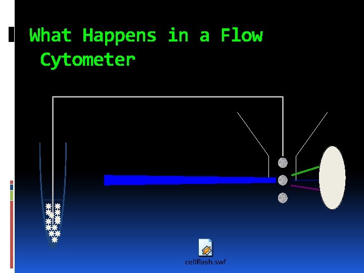 What Happens in a Flow Cytometer 