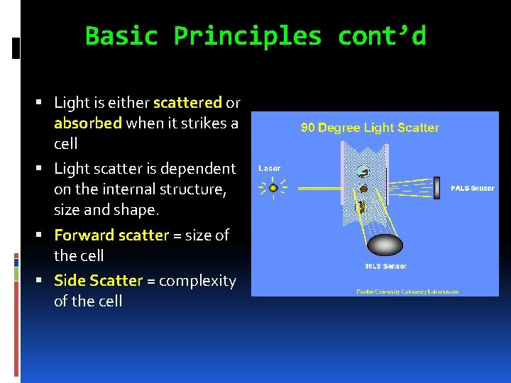 Basic Principles cont’d Light is either scattered or absorbed when it strikes a cell
