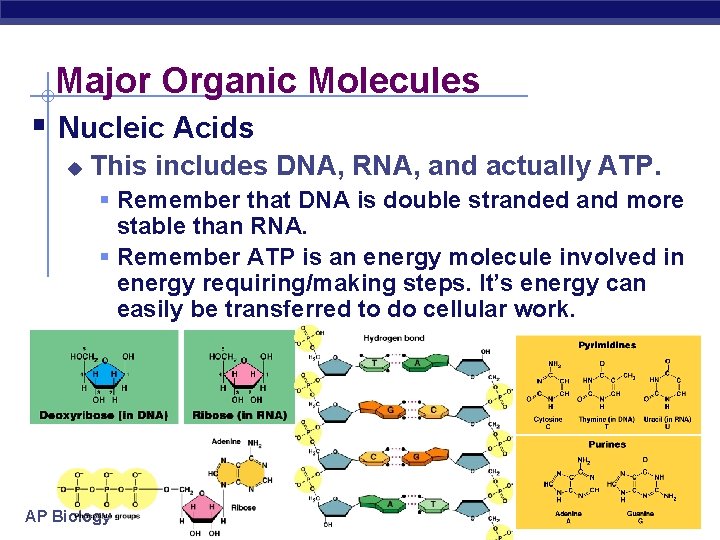 Major Organic Molecules § Nucleic Acids u This includes DNA, RNA, and actually ATP.