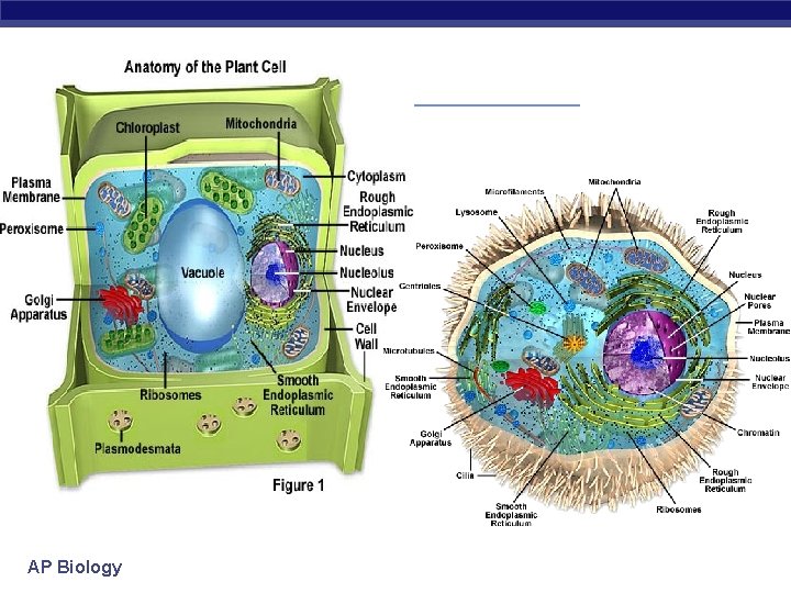 AP Biology 