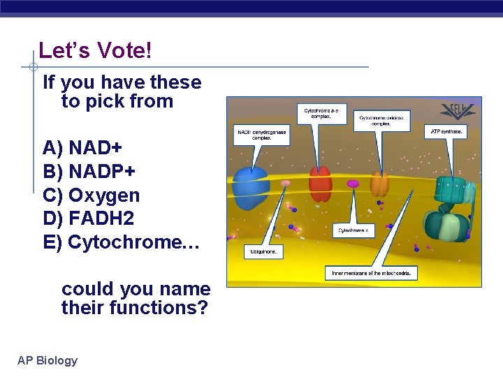 Let’s Vote! If you have these to pick from A) NAD+ B) NADP+ C)