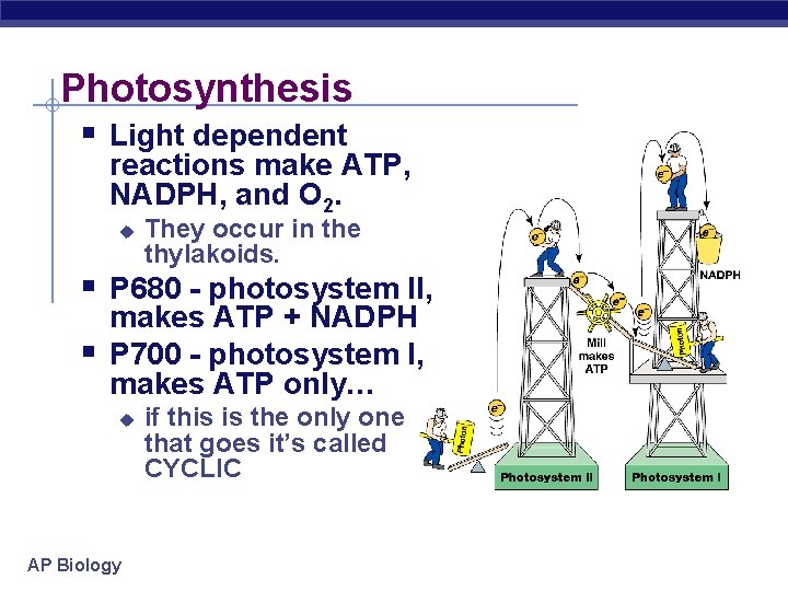 Photosynthesis § Light dependent reactions make ATP, NADPH, and O 2. u They occur
