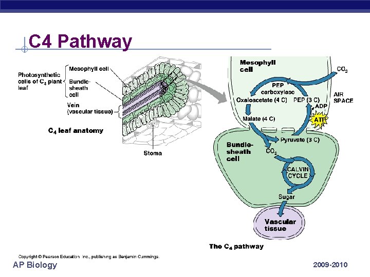 C 4 Pathway AP Biology 2009 -2010 