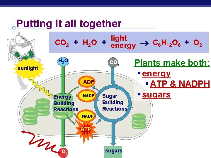 Putting it all together light CO 2 + H 2 O + energy C