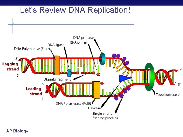 Let’s Review DNA Replication! AP Biology 