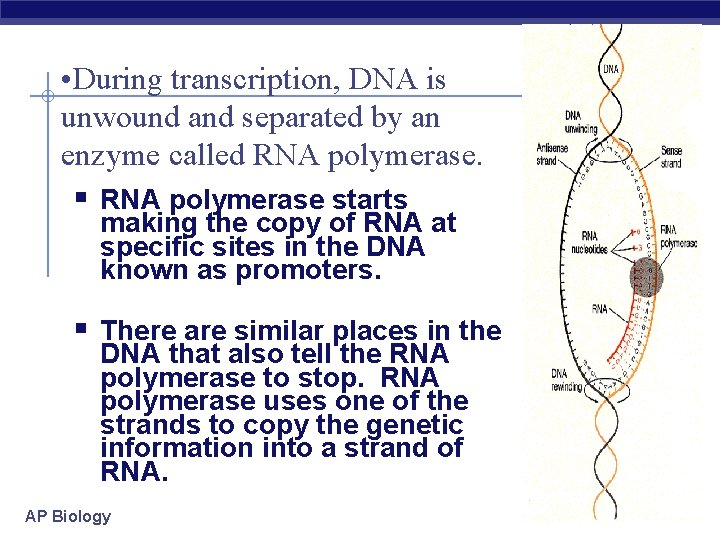  • During transcription, DNA is unwound and separated by an enzyme called RNA