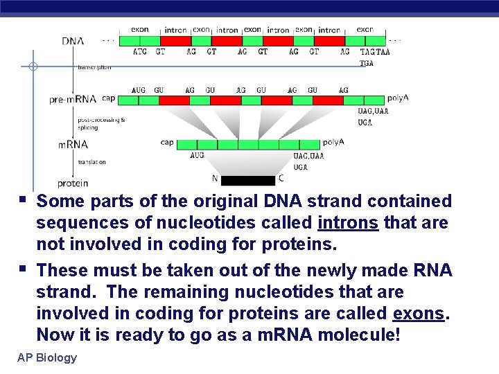 § Some parts of the original DNA strand contained § sequences of nucleotides called