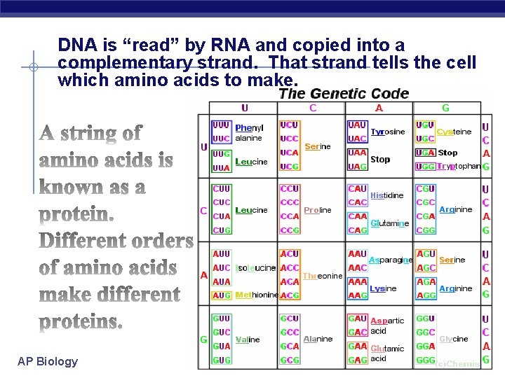 DNA is “read” by RNA and copied into a complementary strand. That strand tells