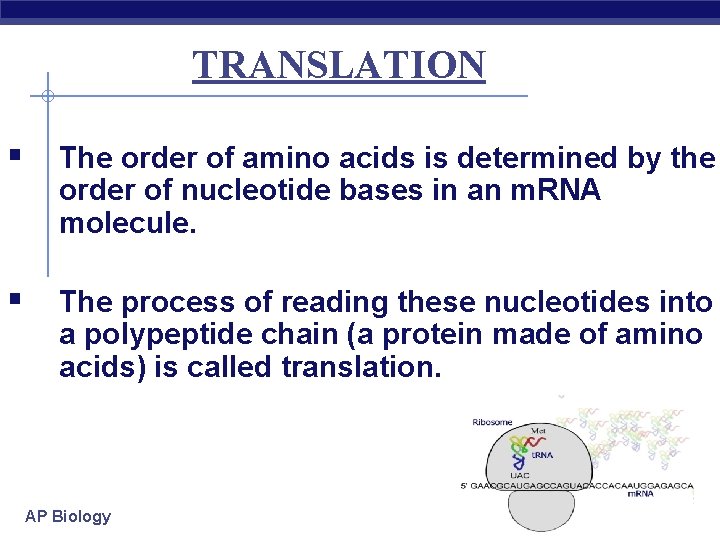 TRANSLATION § The order of amino acids is determined by the order of nucleotide