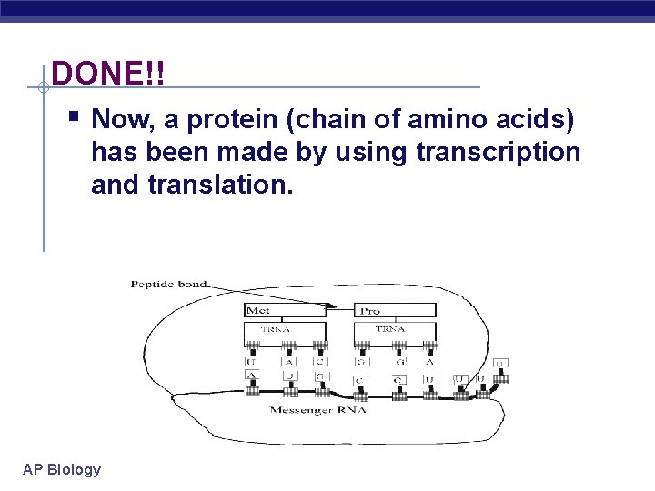 DONE!! § Now, a protein (chain of amino acids) has been made by using