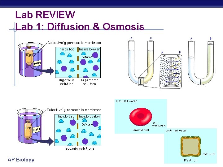 Lab REVIEW Lab 1: Diffusion & Osmosis AP Biology 2004 -2005 