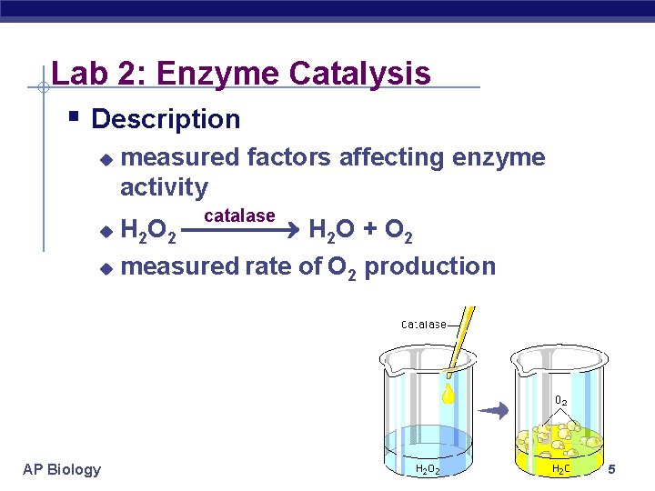 Lab 2: Enzyme Catalysis § Description u measured factors affecting enzyme activity catalase H