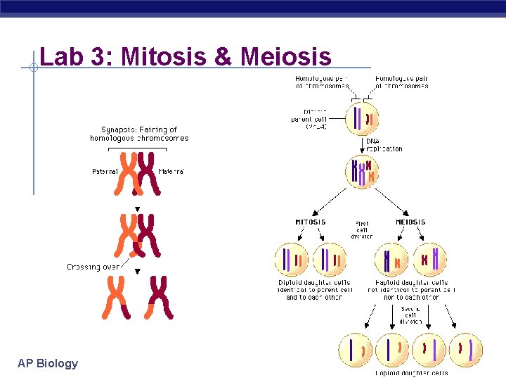 Lab 3: Mitosis & Meiosis AP Biology 2004 -2005 