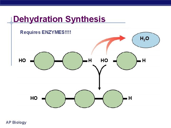 Dehydration Synthesis Requires ENZYMES!!!! H 2 O HO H HO AP Biology HO H