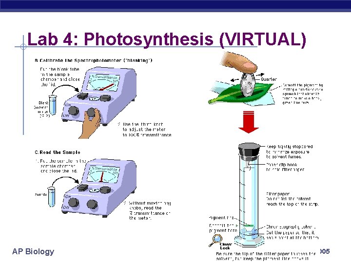 Lab 4: Photosynthesis (VIRTUAL) AP Biology 2004 -2005 