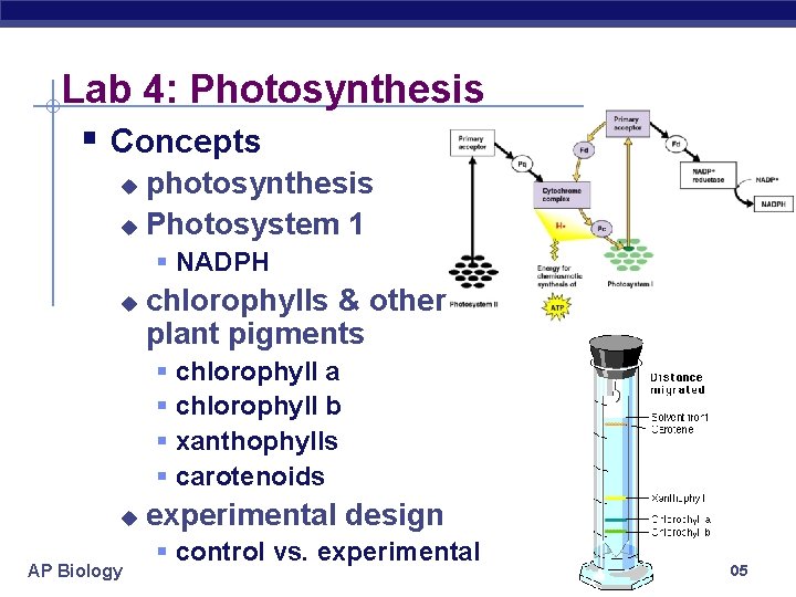 Lab 4: Photosynthesis § Concepts photosynthesis u Photosystem 1 u § NADPH u chlorophylls