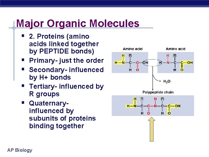 Major Organic Molecules § 2. Proteins (amino § § acids linked together by PEPTIDE