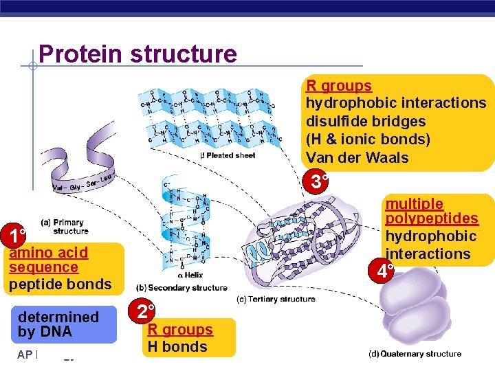 Protein structure R groups hydrophobic interactions disulfide bridges (H & ionic bonds) Van der