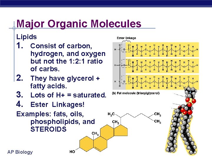 Major Organic Molecules Lipids 1. Consist of carbon, hydrogen, and oxygen but not the