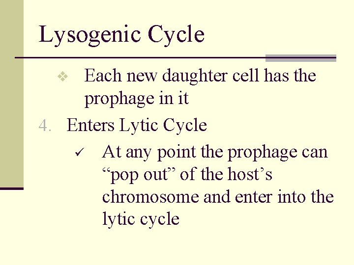 Lysogenic Cycle Each new daughter cell has the prophage in it 4. Enters Lytic
