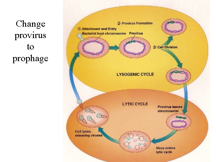 Change provirus to prophage 