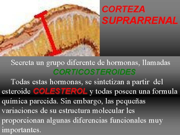 CORTEZA SUPRARRENAL Secreta un grupo diferente de hormonas, llamadas CORTICOSTEROIDES Todas estas hormonas, se CORTEZA SUPRARRENAL Secreta un grupo diferente de hormonas, llamadas CORTICOSTEROIDES Todas estas hormonas, se