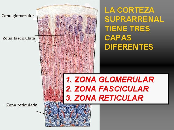 LA CORTEZA SUPRARRENAL TIENE TRES CAPAS DIFERENTES 1. ZONA GLOMERULAR 2. ZONA FASCICULAR 3. LA CORTEZA SUPRARRENAL TIENE TRES CAPAS DIFERENTES 1. ZONA GLOMERULAR 2. ZONA FASCICULAR 3.