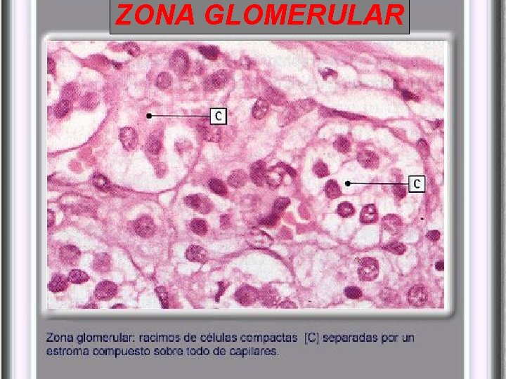 ZONA GLOMERULAR ZONA GLOMERULAR