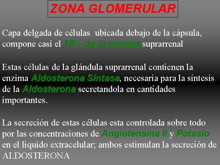 ZONA GLOMERULAR Capa delgada de células ubicada debajo de la cápsula, compone casi el ZONA GLOMERULAR Capa delgada de células ubicada debajo de la cápsula, compone casi el