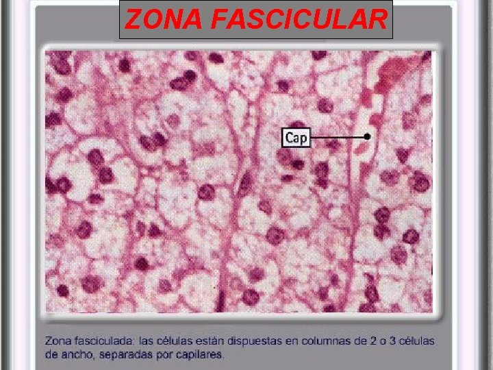 ZONA FASCICULAR ZONA FASCICULAR