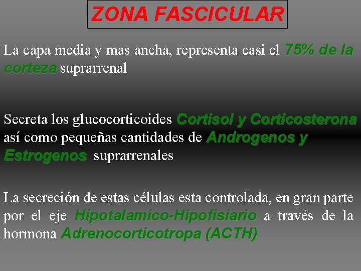 ZONA FASCICULAR La capa media y mas ancha, representa casi el 75% de la ZONA FASCICULAR La capa media y mas ancha, representa casi el 75% de la